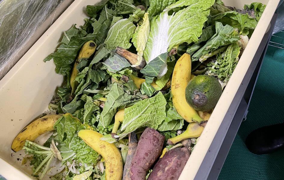 未使用野菜・果物の写真