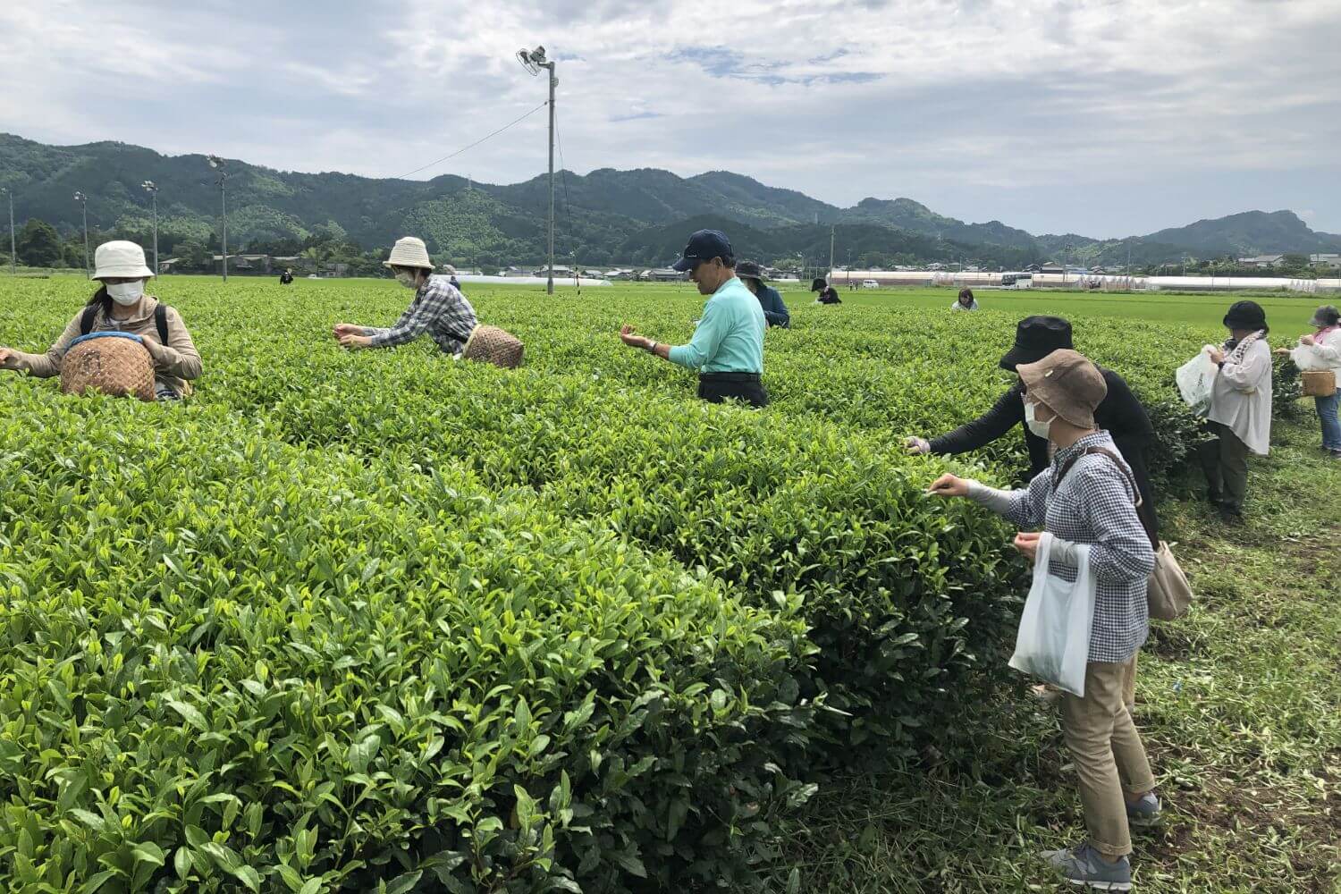 川原製茶お茶摘み体験&あじさい祭りツアーの写真